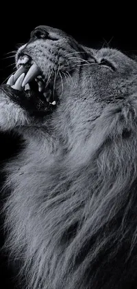 This live phone wallpaper showcases a powerful image of a roaring lion captured in black and white by a skilled artist