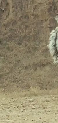 Carnivore Felidae Siberian Tiger Live Wallpaper