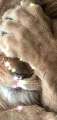 This phone live wallpaper features a large brown dog laying on a colorful NEON CRYSTAL covered bedspread, with a majestic LION MANE surrounding its head