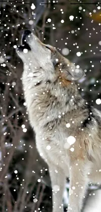 wolf on snow Live Wallpaper