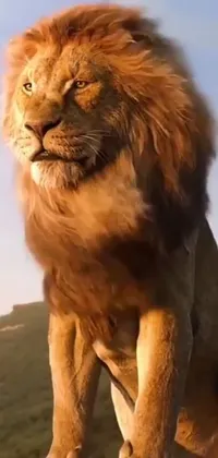 This phone live wallpaper features a stunningly realistic image of a majestic lion gracefully perched atop a rocky outcrop