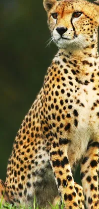 This stunning phone live wallpaper features a magnificent cheetah sitting on a lush green field