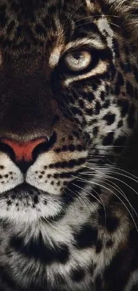 Experience the wild and primal nature of a leopard with our stunning live wallpaper! A striking close-up of a leopard's face takes center stage on a sleek black background