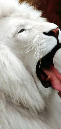 This dynamic live wallpaper features a captivating close-up image of a majestic white lion with its mouth agape