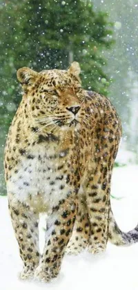This live wallpaper for your phone displays a striking image of a leopard making its way through a snowy forest