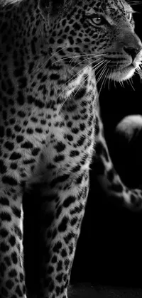 This live wallpaper showcases a stunning black and white photograph of a leopard by a talented photographer