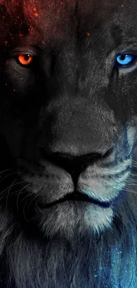 This phone live wallpaper showcases a stunning close-up of a majestic lion with piercing blue eyes