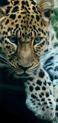 This phone live wallpaper features a stunning close-up of a leopard's face set against a dense forest