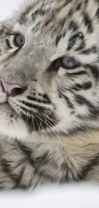 This live wallpaper features a close-up of a tiger cub playing in the snow