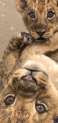 Experience the charm of the wild with this realistic phone live wallpaper of two adorable young lions snuggled up on top of each other