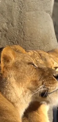 This live phone wallpaper boasts a stunning close-up shot of a lion