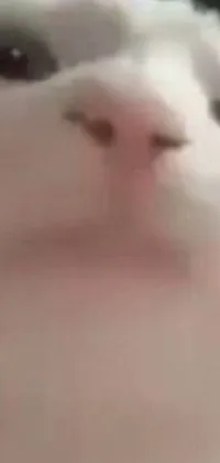This phone live wallpaper is a close-up shot of a cat's face with a blurred background effect