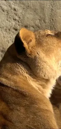 This stunning live wallpaper features two majestic lions standing close together, set against a beautiful natural background