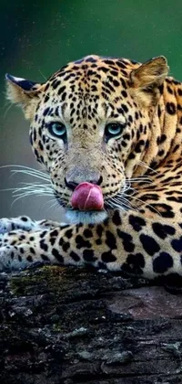This lively phone wallpaper showcases an adorable leopard sticking its tongue out while lounging on a log against an earth-toned backdrop