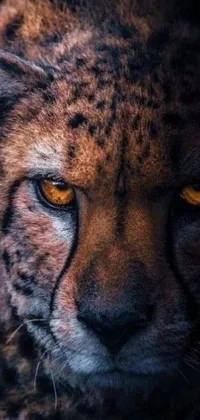 This live phone wallpaper depicts a fierce cheetah with intense yellow eyes and a serious expression
