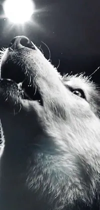 This live wallpaper showcases a striking black and white photograph of a faithful dog gazing in awe at the moon, surrounded by holy light and a mystical silver glow