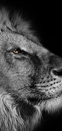 This phone live wallpaper features a breathtaking black and white portrait of a lion with golden eyes