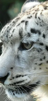 Get captivated by the striking beauty of a snow leopard's face with this live wallpaper