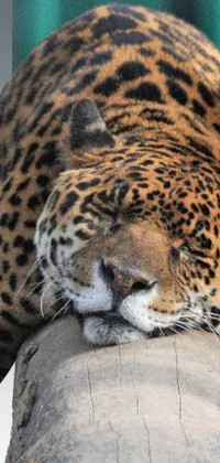 This phone live wallpaper features a stunning close-up of a leopard laying on a log