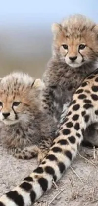This live wallpaper depicts two cheetahs embracing each other in a heartwarming display of maternal affection