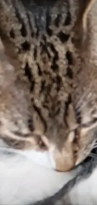 This phone live wallpaper features a photorealistic close-up of a cat with its eyes closed, perfect for lovers of feline friends