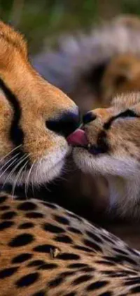 Get close to the wild with this realistic live wallpaper featuring cheetahs laying side by side
