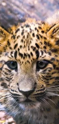 This live wallpaper for phone features the breathtaking close-up of a leopard's face in a blurred background