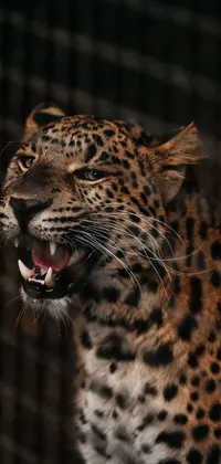 This live phone wallpaper showcases a stunning close-up of a roaring and smiling leopard