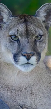 This phone live wallpaper showcases a striking close-up image of a puma or cougar named Edna Mann, lying on a log