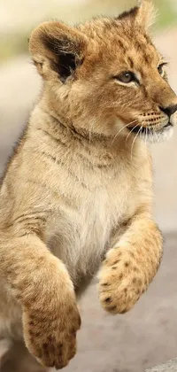 Find the perfect phone wallpaper with this adorable lively lion cub design