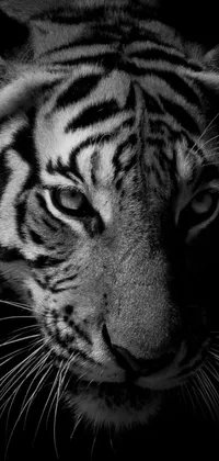 Enjoy the beauty of wildlife on your phone with this stunning live wallpaper, featuring an ultradetailed black and white photograph of a majestic tiger