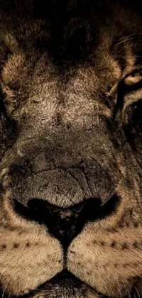 This dynamic phone live wallpaper features a close up of a lion's face with a pronounced scar across the nose