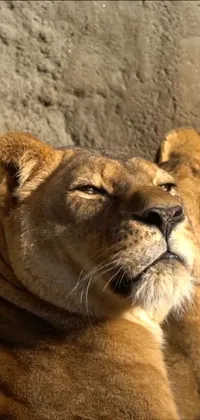 This stunning phone live wallpaper depicts a pair of lions lounging together in closeup