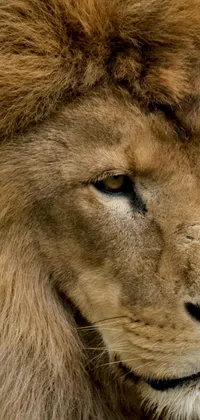 This lion face close-up live wallpaper captures the strong and masculine features of this mighty animal