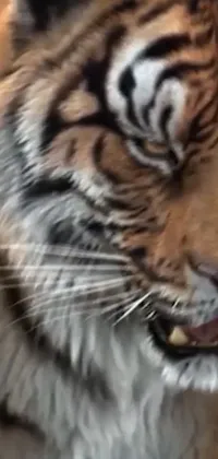 This phone live wallpaper features a close-up of a tiger with its mouth open, captured on an iPhone in a cinematic shot