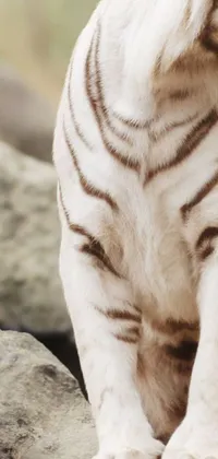 Get ready to be mesmerized by this stunningly photorealistic live wallpaper featuring a majestic white tiger sitting on top of a rock! With its pristine white stripes that run all over its body, this tiger looks straight out of the new Cats movie