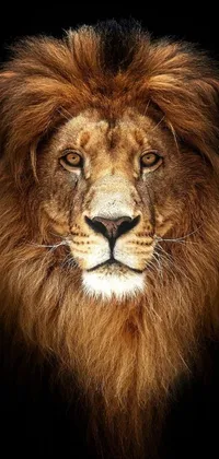 This lion live wallpaper showcases a fierce black-maned lion staring right at you from your phone screen