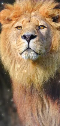 Looking for a stunning phone live wallpaper? Check out this close-up image of a lion with a black background