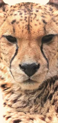 This live phone wallpaper features an ultra-realistic portrait of a cheetah in photorealistic art