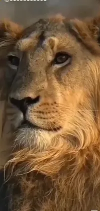 This majestic live wallpaper features a stunning close-up of a lion at the center with a classic and regal air to it