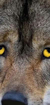 wolf eyes Live Wallpaper