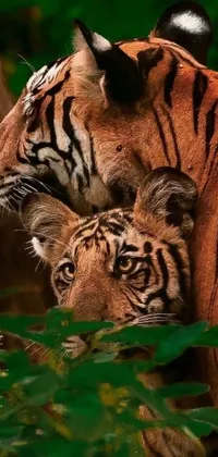 This phone live wallpaper depicts two tigers standing in their natural habitat