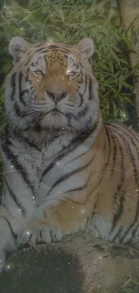 This stunning live wallpaper features a majestic tiger resting peacefully in a grassy meadow