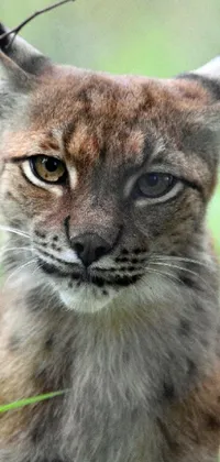 This dynamic phone live wallpaper features a captivating image of a young lynx resting in the grass
