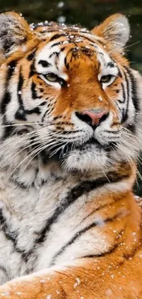 Transform your screen with a tiger-inspired live wallpaper