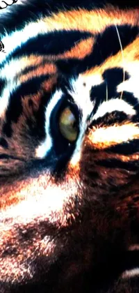 This phone live wallpaper features a close up of a striking tiger's eye with dilated pupils against a black background