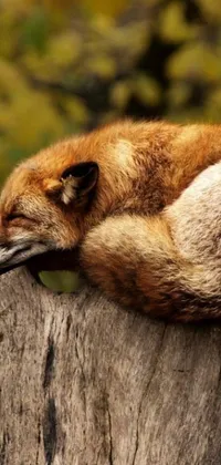 This phone live wallpaper features a beautiful digital art image of a brown fox relaxing on top of a tree stump