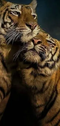 This stunning live wallpaper features two tigers cuddled up next to each other, appearing to share a tender kiss