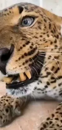 This mobile live wallpaper features a dramatic close-up of a leopard with an open mouth