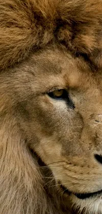 This lion live phone wallpaper is a must-have for wildlife enthusiasts